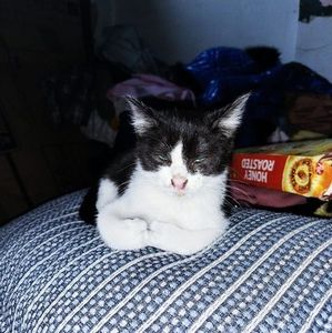 Meet your Posher, Franklin